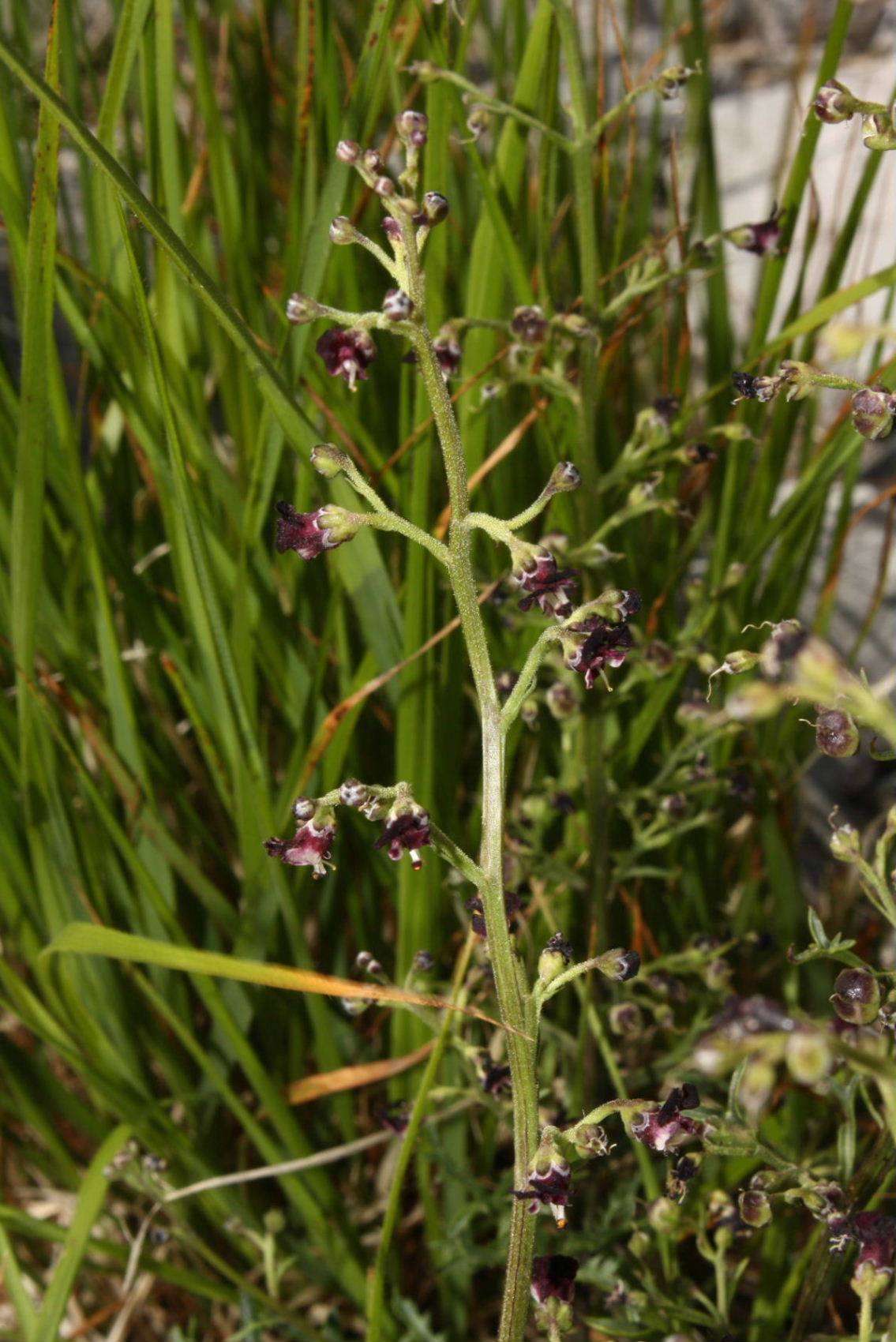 Scrophularia canina